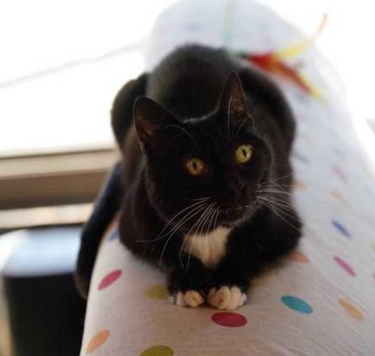 Photo of Miss Kitty