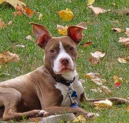 Photo of Bodie