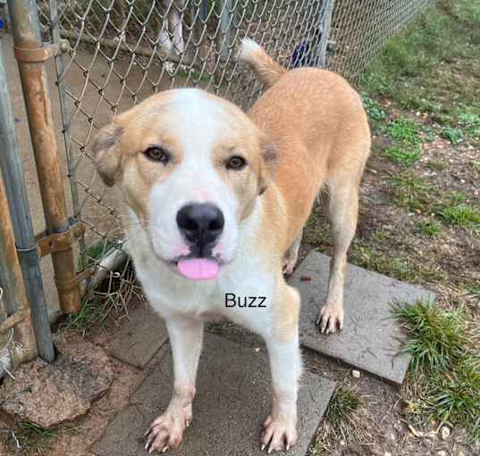 Photo of Buzz