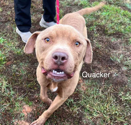 Photo of Quacker