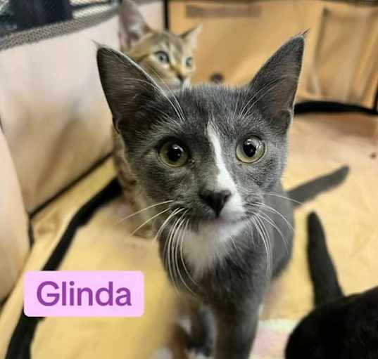 Photo of Glinda
