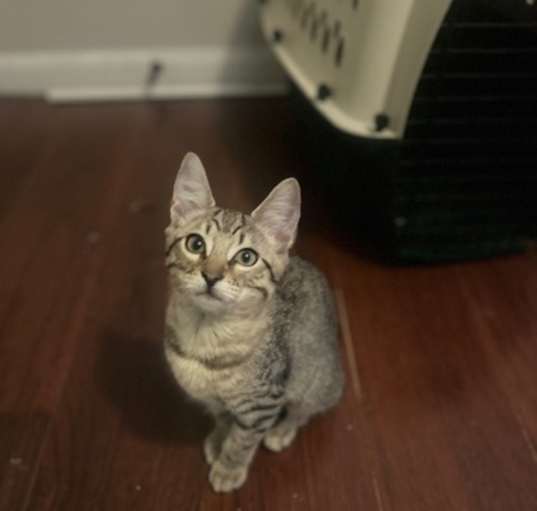 Photo of Mocha*