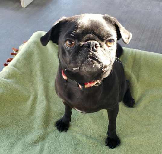 Photo of Luna