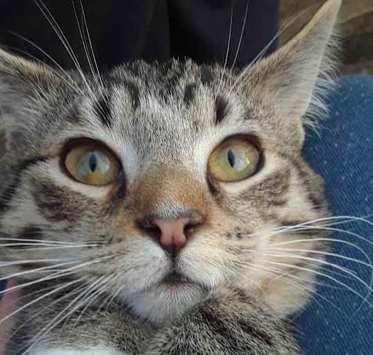 Photo of Pippin