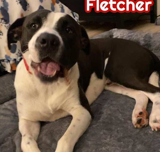 Photo of Fletcher