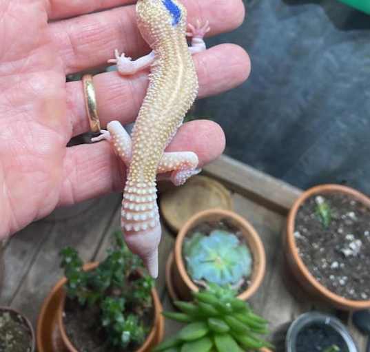Photo of Mocha
