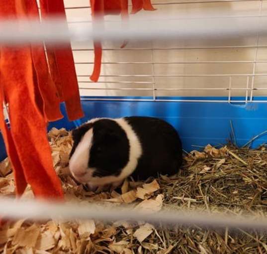 Photo of Jasmine