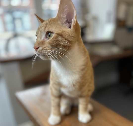 Photo of Oliver
