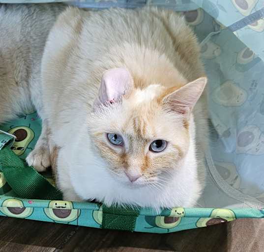 Photo of Daphne