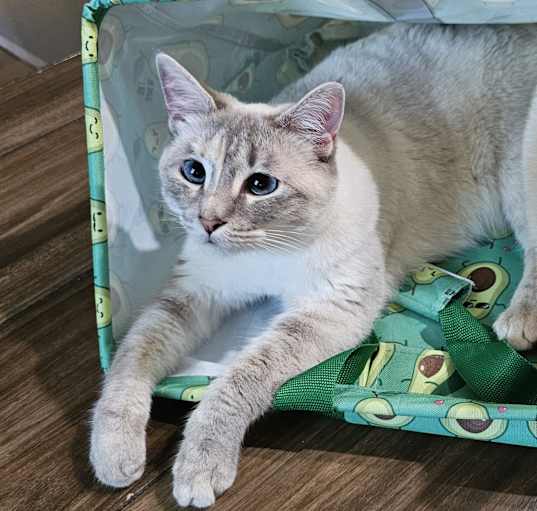 Photo of Rhea