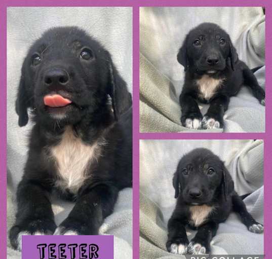 Photo of Teeter