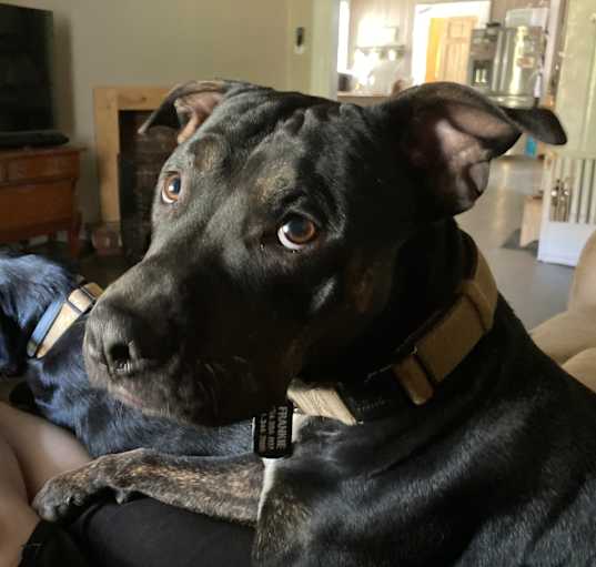 Photo of Otis