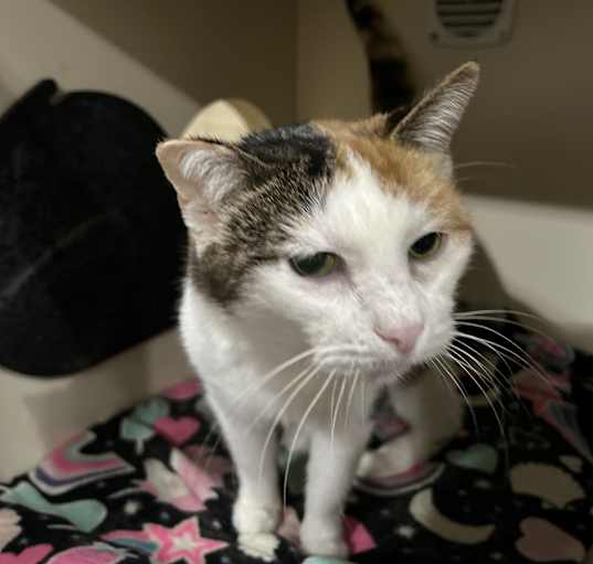 Photo of Bess