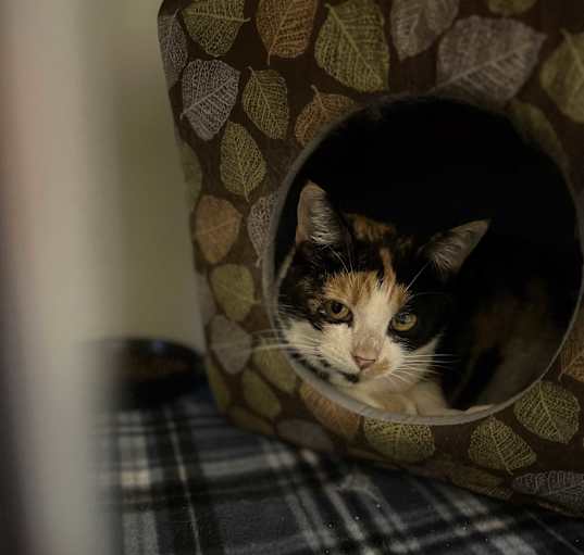 Photo of Callie