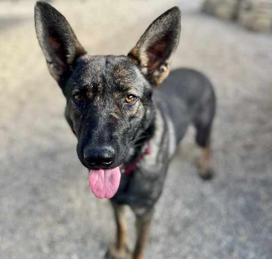 Photo of Zelda