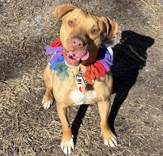 Photo of Stella