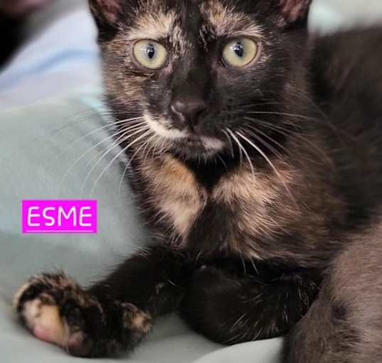 Photo of ESME