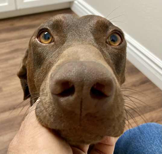 Photo of Brownie