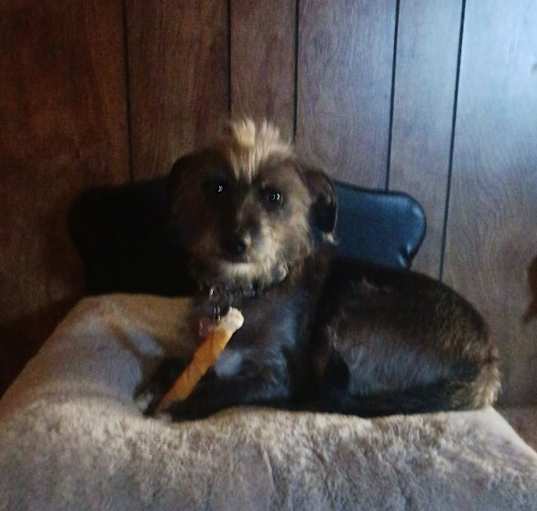 Photo of Milo