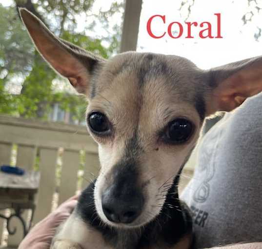 Photo of Coral