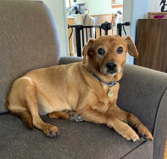 Photo of Rusty *BONDED PAIR*