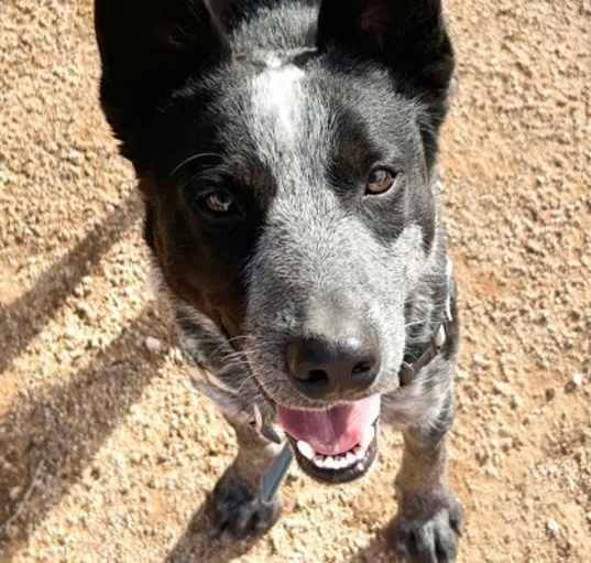 Photo of Bandit