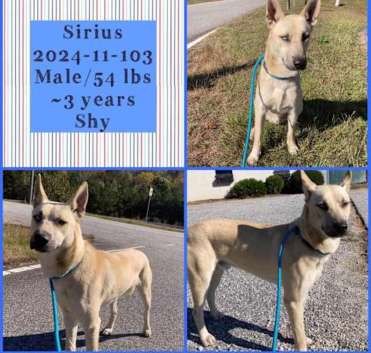 Photo of 2024-11-103 *Sirius*