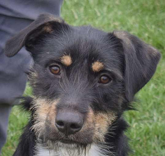 Photo of Goose