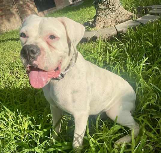 Photo of Buddy