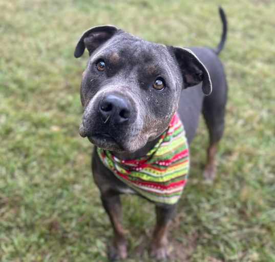Photo of Boo