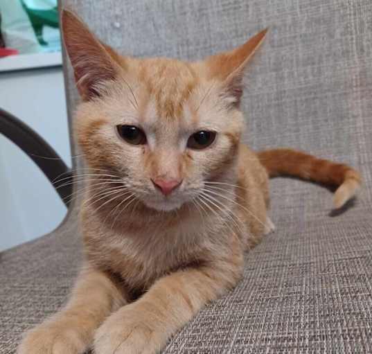 Photo of Yankee