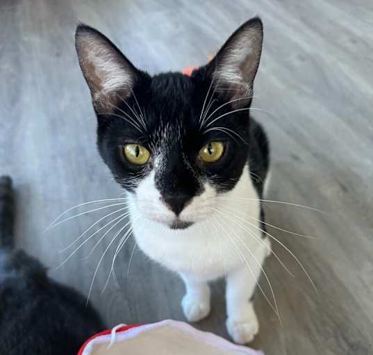 Photo of Domino