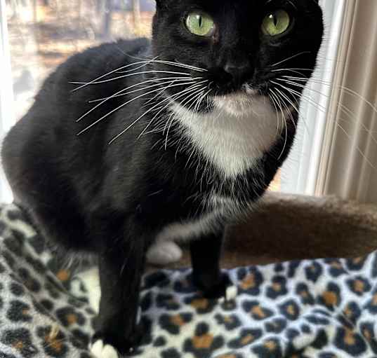 Photo of Pepper