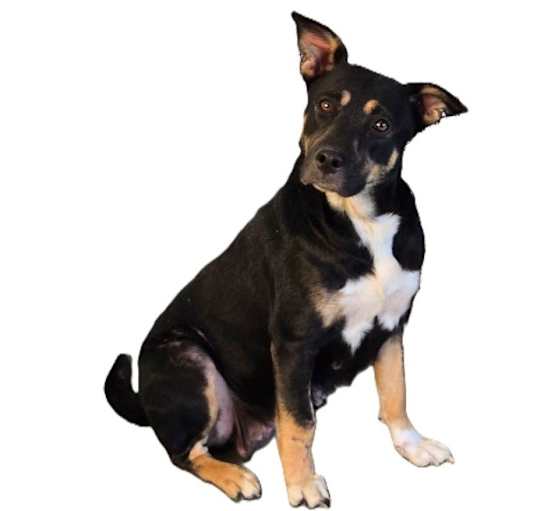 Photo of Izzy