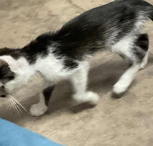 Photo of Artemis