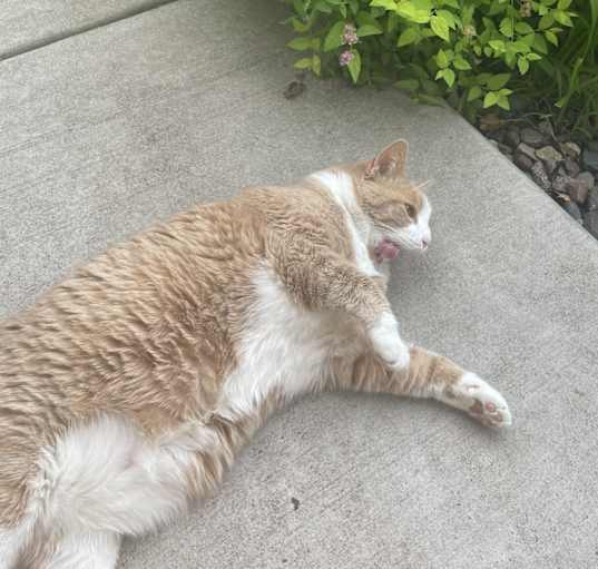 Photo of Fefe