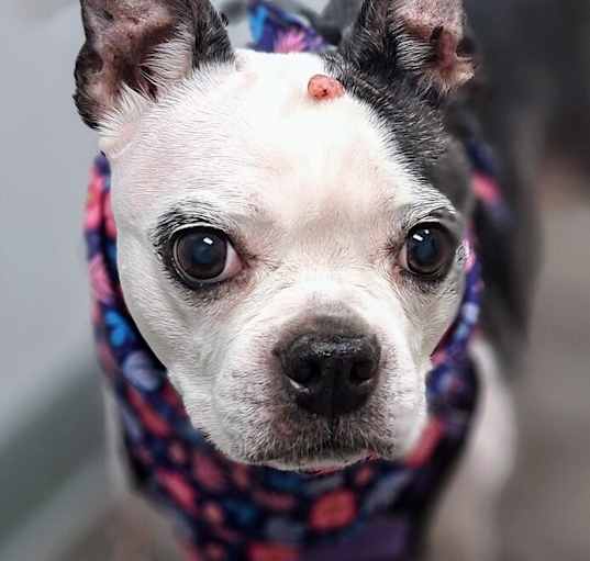 Photo of Lacey Bailey-4328 Johnson City, TN