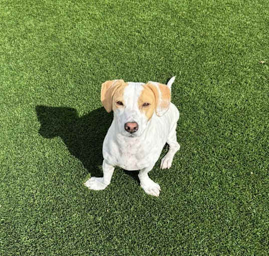 Photo of COURTESY POSTING DAISY
