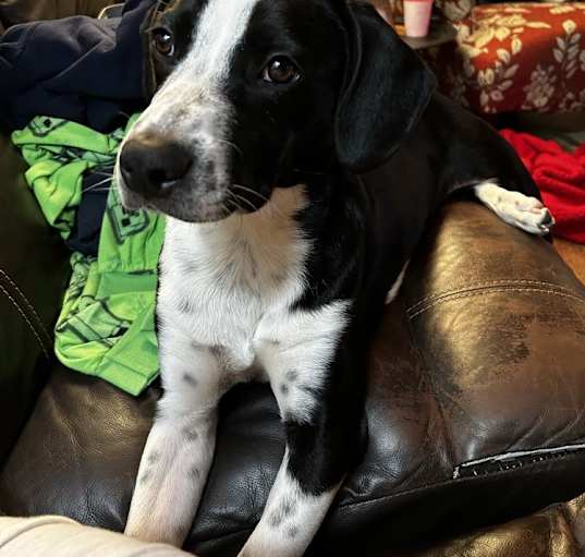 Photo of Samson