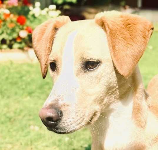 Photo of Marley