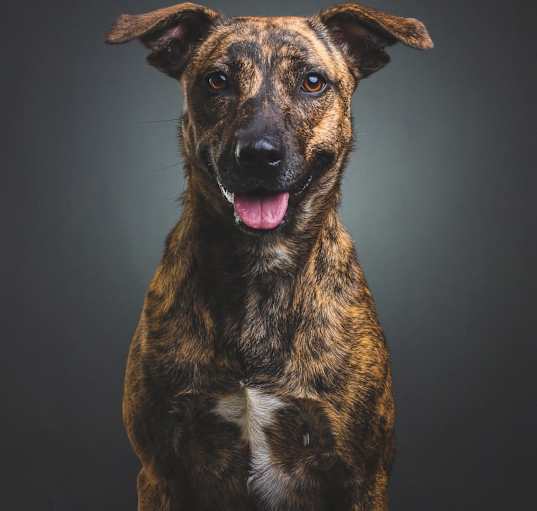 Photo of Misty