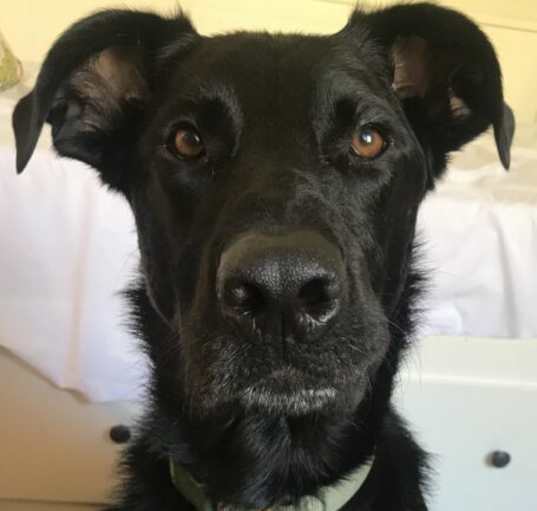 Photo of Gator (Courtesy Post)