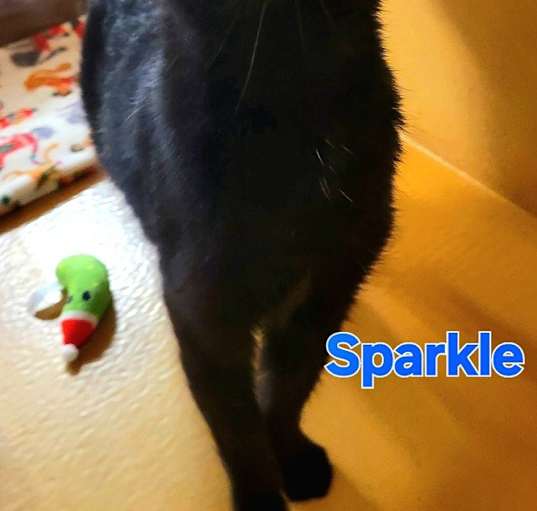 Photo of SPARKLE
