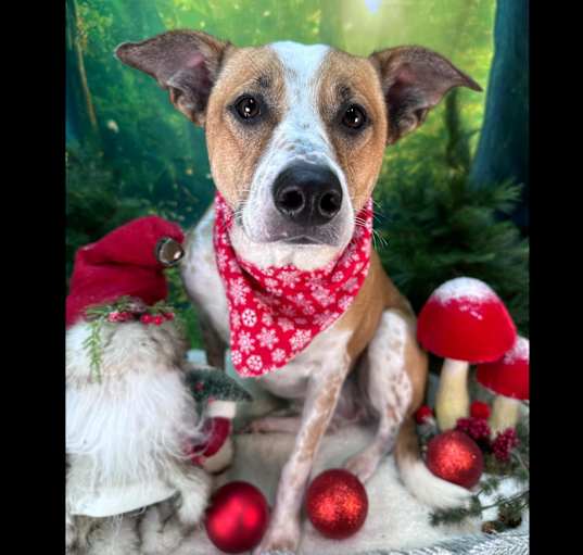 Photo of Annie