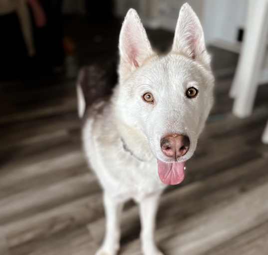Photo of Timber