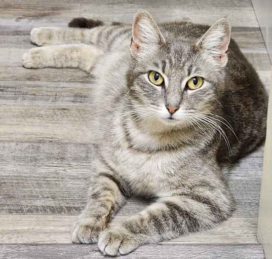 Photo of OLIVE