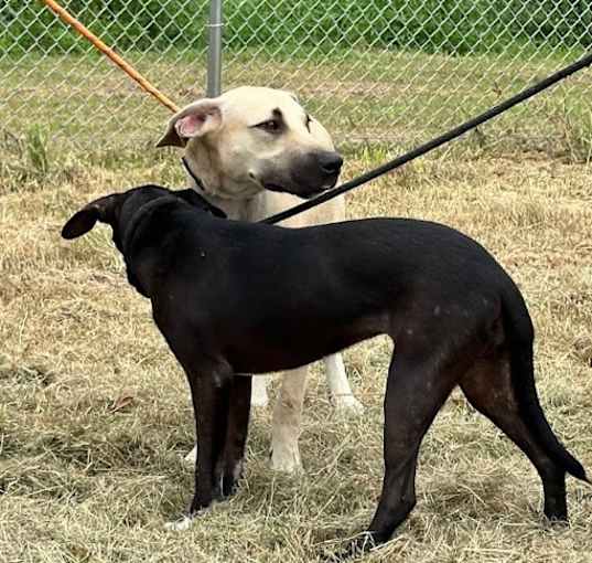 Photo of Patrick & Penelope - BONDED