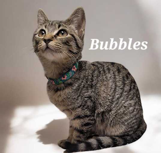 Photo of Bubbles #2