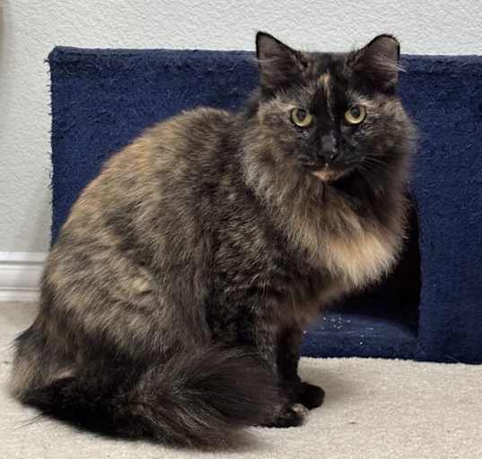 Photo of Cashmere