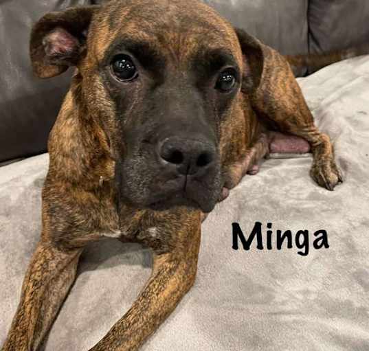 Photo of Minga